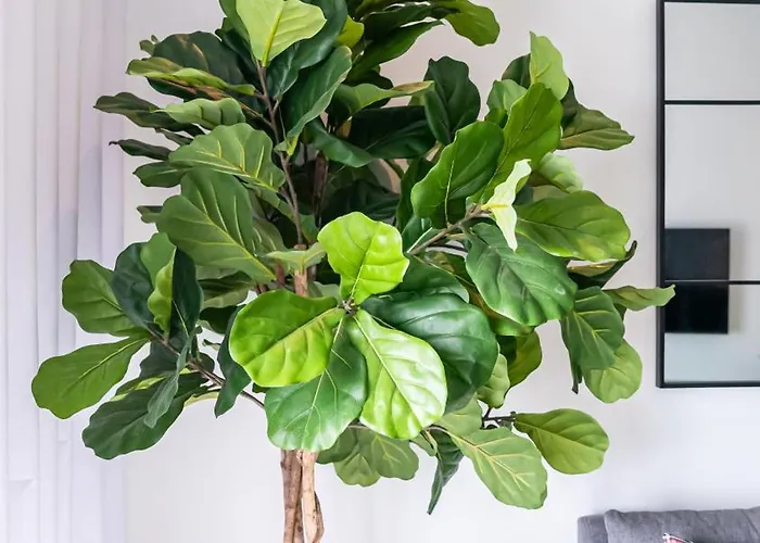 T2 Dina's Place * Nazaré